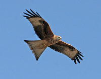 Red Kite